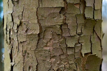 Baum Rinde Borke Struktur Hintergrund Risse Trockenheit Wald Natur Oberfläche Makro Nahaufnahme Sauerland Iserlohn Deutschland 