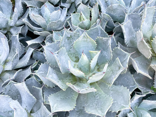 close up of Succulent Echeveria Cactus Flower or stone rose plant background.