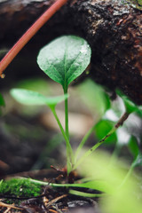 the revival of nature