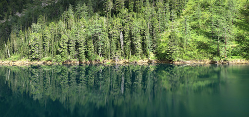 Beautiful reflection of the forest in the lake, green natural background