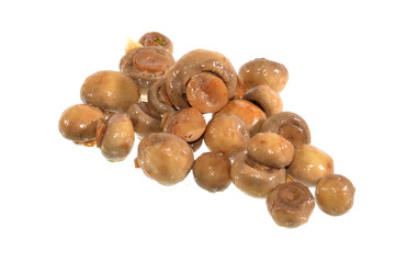 mushrooms isolated on white background