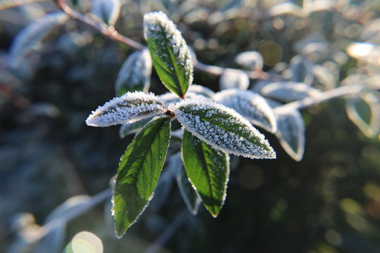 Frosty plant leaves in sunlight - Powered by Adobe