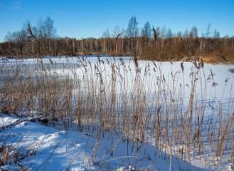 Tall dry grass on the banks of an ice-covered river on a clear sunny winter day