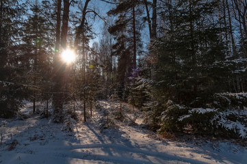 A clear frosty winter day, a snowy road in a dense forest, the sun shines through the branches of trees