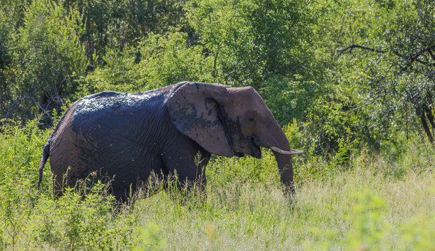 A wet African elephant isolated on its own in the bush image in horizontal format