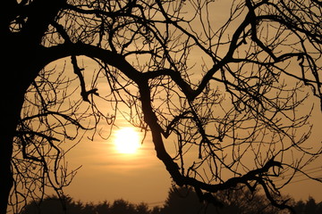 Sunsetlooking through tree