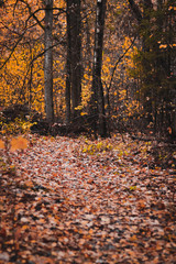 autumn in the park