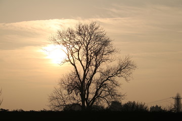 Sunset through tree