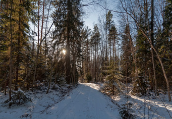 A clear frosty winter day, a snowy road in a dense forest, the sun shines through the branches of trees