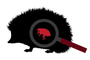 Vector silhouette of flea under magnifying glass sitting on hedgehog on white background. Symbol of insect who annoying animal. © majivecka