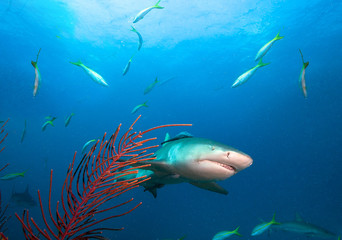Fototapeta na wymiar Scary Lemon shark fish face.