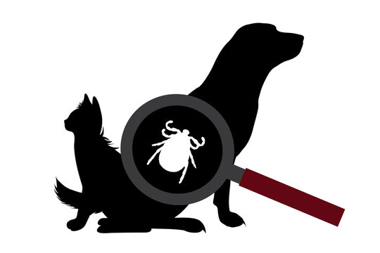 Vector silhouette of tick under magnifying glass sitting on dog and cat on white background. Symbol of insect who annoying animal. Danger of Lyme disease and encephalitis.