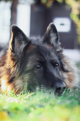german shepherd on green grass