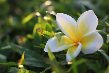 frangipani flower in garden