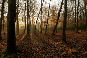 Obraz premium Sous bois d'hiver