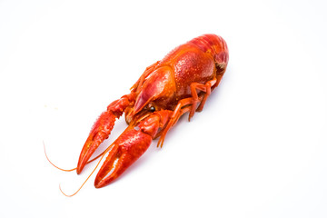 Crayfish