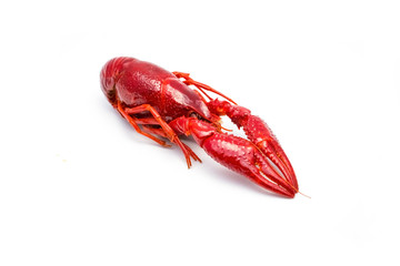 Crayfish