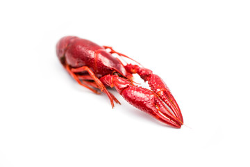 Crayfish