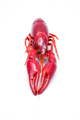 Crayfish