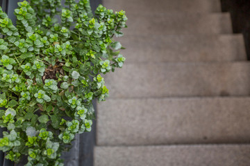Eco style cafe. Green tree near stairs up to cafe