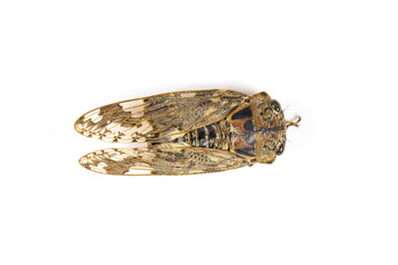 Cicada