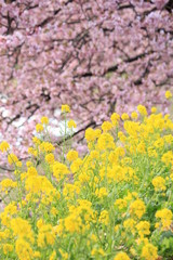 みなみの桜と菜の花まつり