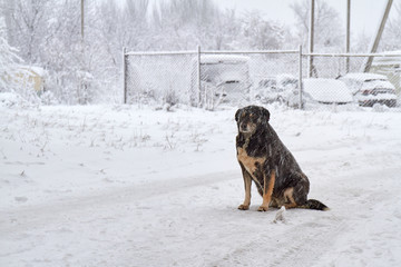 Black homeless dog on the snow in frosty weather. The dog freezes on the snow