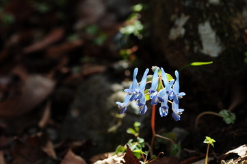 korea wild plants macro