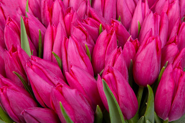Bouquet Tulips spring flowers
