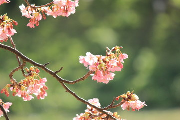 みなみの桜と菜の花まつり