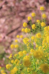 みなみの桜と菜の花まつり