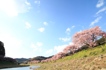 みなみの桜と菜の花まつり