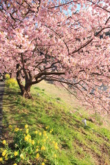 みなみの桜と菜の花まつり