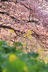 みなみの桜と菜の花まつり