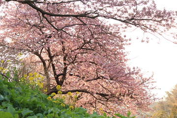 みなみの桜と菜の花まつり