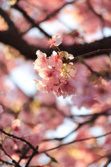 みなみの桜と菜の花まつり