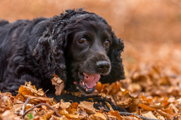 Beautiful black young cocker spaniel playing in an autumn landscape with copper dry fallen...