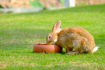 Brown rabbit eating from earthenware in fresh green grass garden