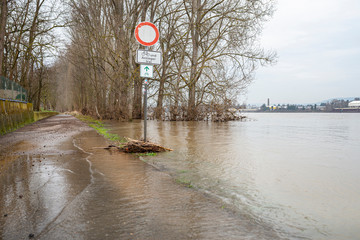 The high state of the river Rhine in western Germany, which emerged from the riverbed, flooded...