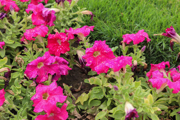 pink flowers in a bush