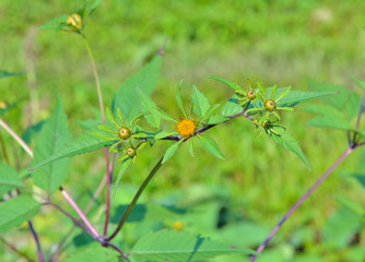 Medicinal herb bur-marigold 6