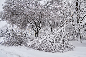Old broken trees under the weight of snow. Weather collapse in the city. Heavy snowfall brokens...
