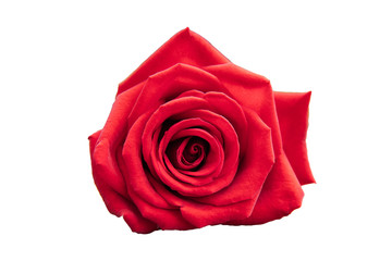 Red rose isolated on white background, clipping path included