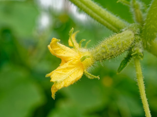 cucumber flower in the garden in summer, Russia