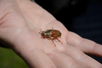Cockchafer eats in hand.