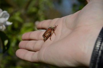 Obraz premium Cockchafer eats in hand.