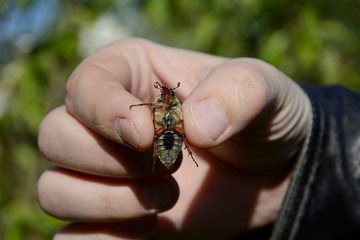 Cockchafer eats in hand.