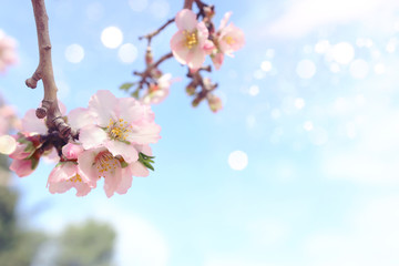 background of spring cherry blossoms tree. selective focus
