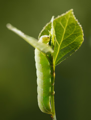 Caterpillar climbing on twig