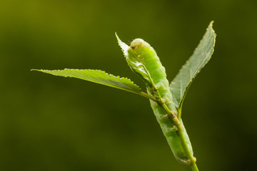 Caterpillar on twig